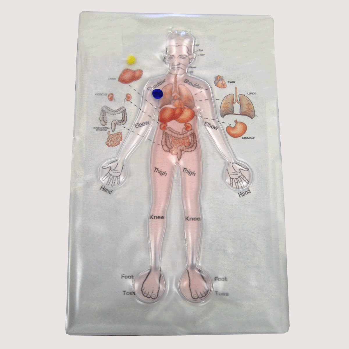 Human Anatomy