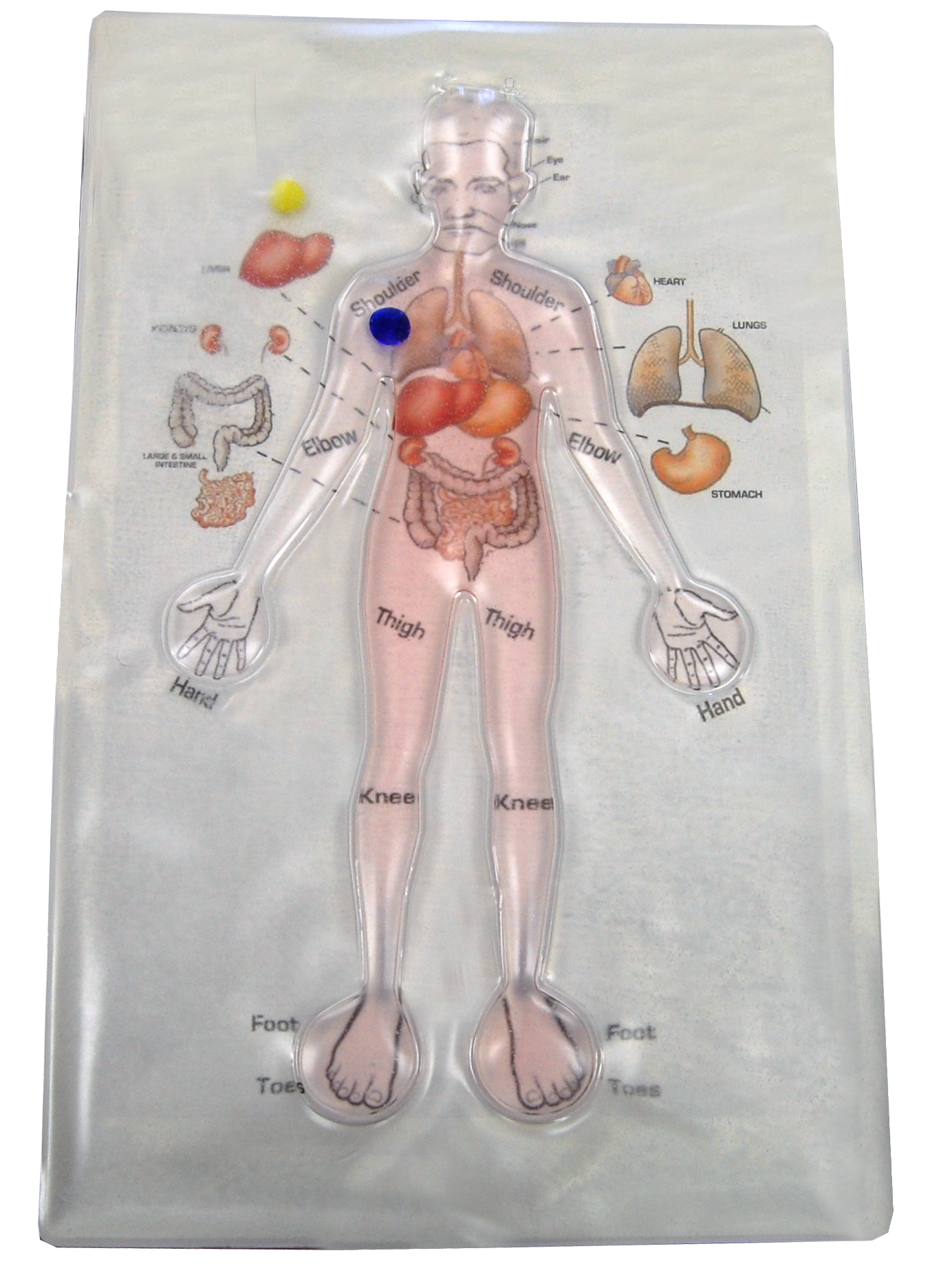 Human Anatomy Gel Pad