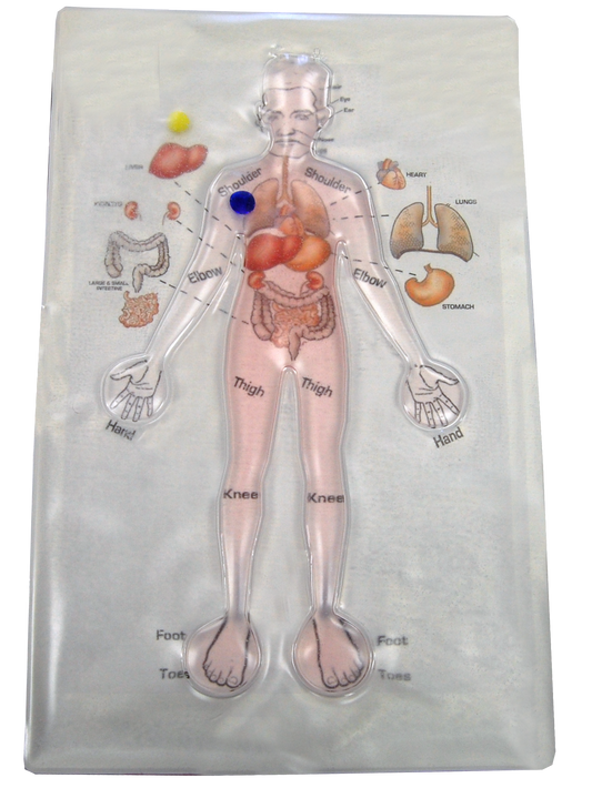 Human Anatomy Gel Pad